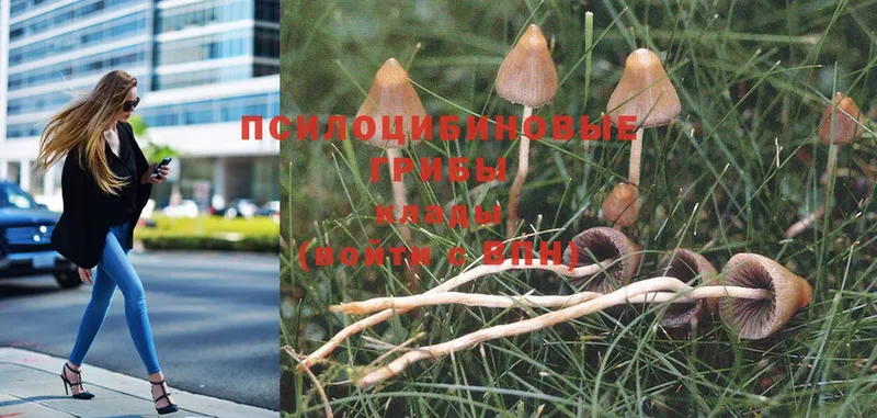 Галлюциногенные грибы Psilocybe  Куртамыш 